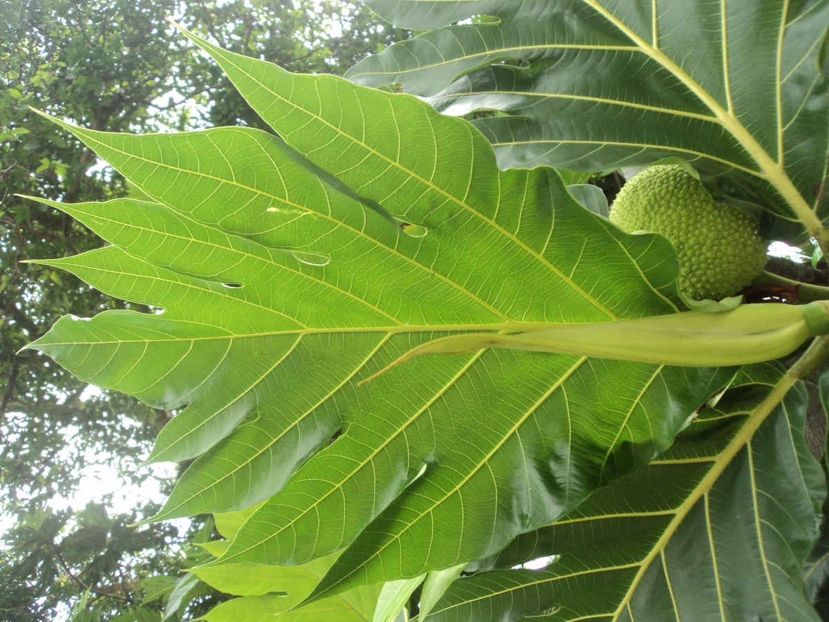 Artocarpus altilis (Parkinson) Fosberg